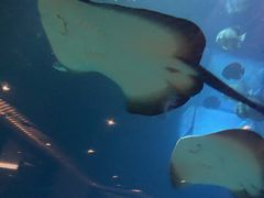 -海棠湾洲际-涛·海底餐厅·美人鱼·自助餐·海底隧道