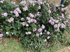 -人民公园(罗湖区)