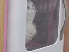 -爱佳宠物中心医院24H·CT·骨外科·猫专科(瑶海万达店)