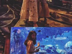 -迪拜帆船酒店海底餐厅