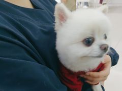 -全心全意连锁动物医院·微创中心·内科急重症·心脏专科(丰管路店)