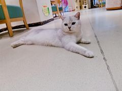 -藏猫猫咖啡主题馆(中央大道店)