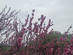 -无锡梅园公园