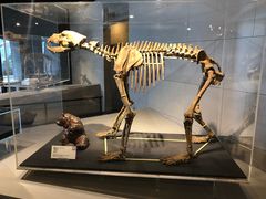 -北京周口店北京人遗址博物馆