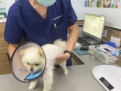 -爱侣宠医·鹦鹉专科·小型哺乳类·异宠专科(灵石路店)