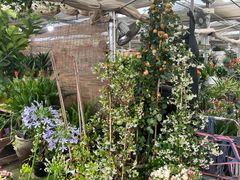 -龙大花卉苗木市场