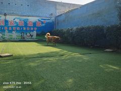 -宠物寄养训练学校