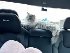 -宠颐生宠物医院·心肾内科·猫专科诊疗中心宠巢店