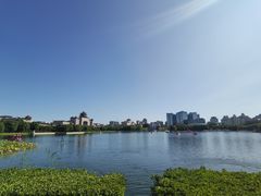 -莲花池公园