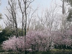 -上海滨江森林公园