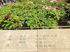 -莲花池公园