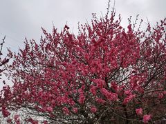 -新建村梅花