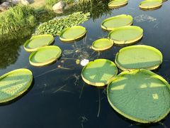 -荷塘月色湿地公园·向阳花洲