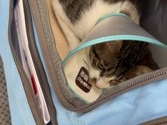 -四月宠物医院·猫专科·心脏专科·内科(转塘店)