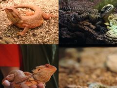 -帕帕拉兹宠物(亚洲旗舰店)