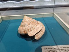 -青岛贝壳博物馆