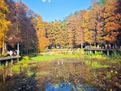 -深圳市中科院仙湖植物园