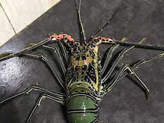 -海盗餐厅