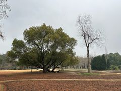 -上海滨江森林公园