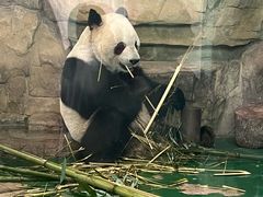 -成都动物园