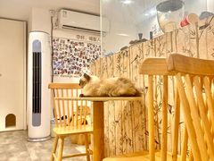 -楼上猫咖(罗湖店)