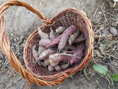 -田园东方蜜桃村的田野营地