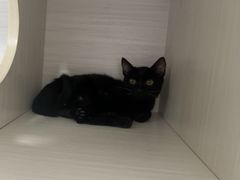 -博特宠物医院24h犬猫全科.骨科·异宠