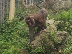 -黔灵山公园