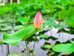 -荷花荡