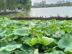 -济南大明湖景区