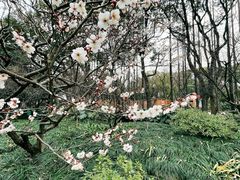 -上海醉白池公园
