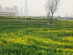 -三圣花乡旅游区