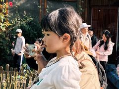 -野象谷景区