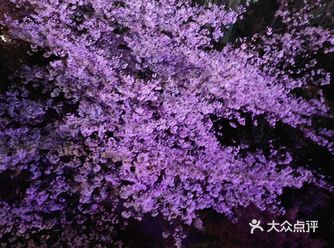 这颗樱花树，夜色更撩人！