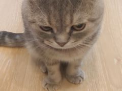 -猫咪派对(江南西店)
