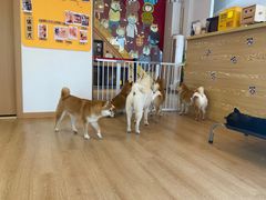 -南京Hallo宠物乐园·哈罗犬舍·柴犬繁育基地
