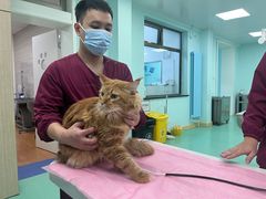 -北京观赏动物医院·24小时大型综合·猫专科·异宠专科