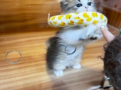 -喵百万·布偶·蓝金金渐层英短·猫舍(百子湾店)