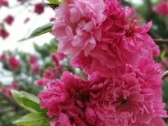 -鲁山国家森林公园