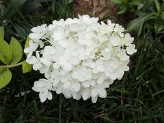 -武清南湖绿博园