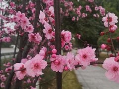 -大渡口区义渡公园