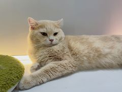 -COLOR PETS 撸猫馆·购猫·猫咖(长风大悦城店)