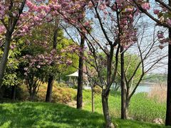 -贡湖湾湿地公园