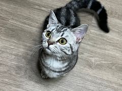 -lincat·猫舍(广州店)
