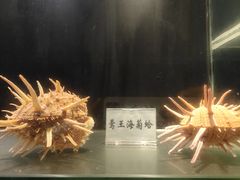 -广东惠东海龟国家级自然保护区