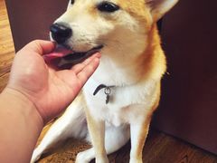 -柴务处·柴犬主题狗咖