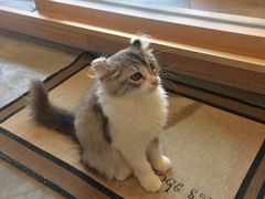 -瞄一喵猫咖(格力海岸店)