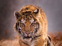 -德克士(龙阳广场店)