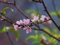 -深圳市中科院仙湖植物园