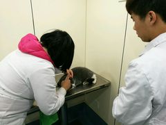 -荣耀金沙动物医院(清江西路店)